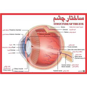 پوستر چاپ پارسیان طرح ساختار چشم 