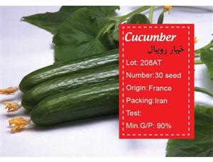 picture بذر خیار رویال cucumber